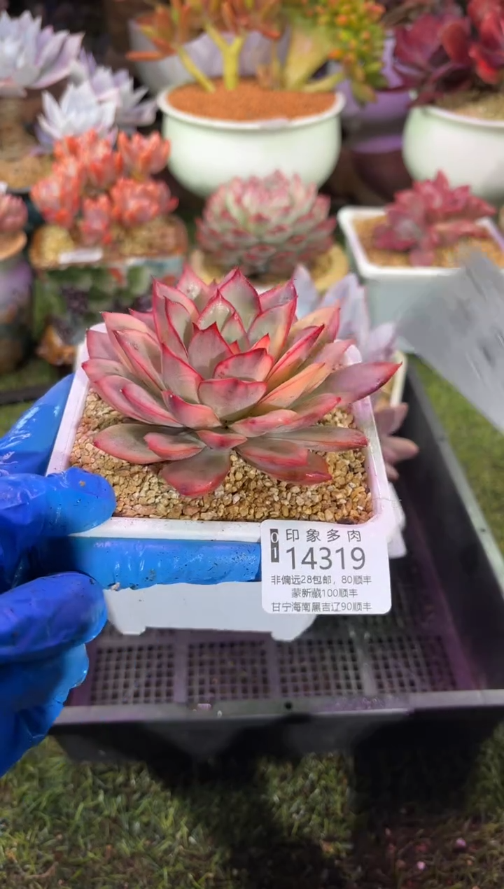 【闪购商品】14319