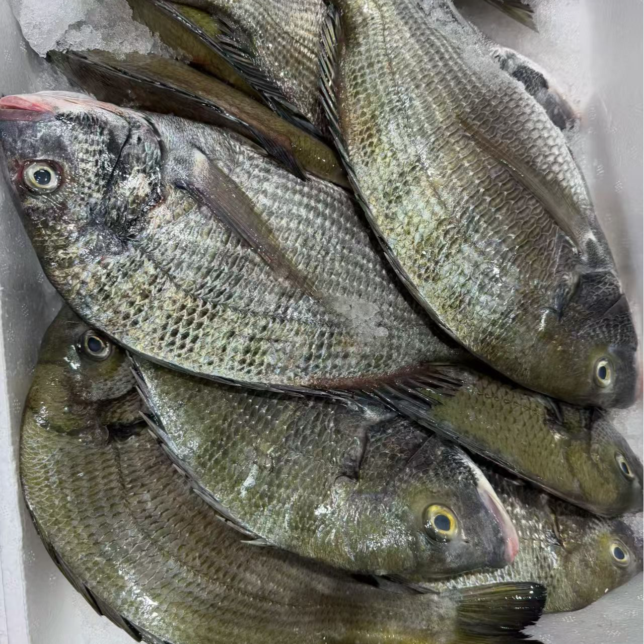 福建省祥芝渔港野生海捕黑鲷鱼 顺丰冷链发货