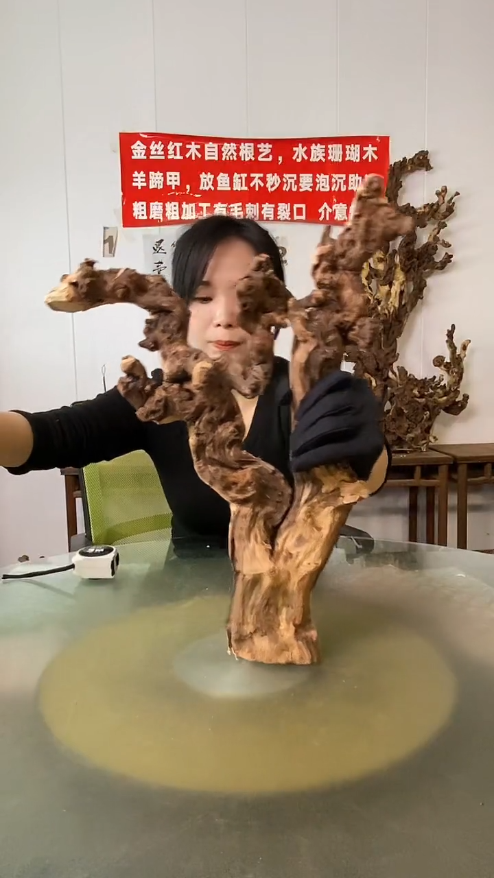 木跳**孩金丝红木 羊蹄甲