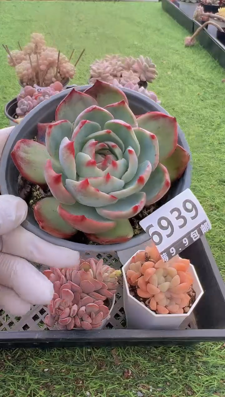 【闪购商品】信福多肉一物一拍