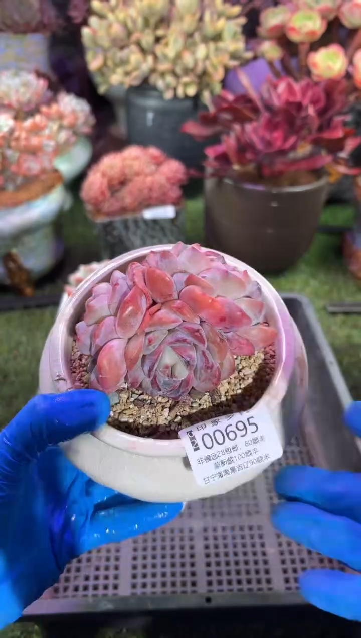 【闪购商品】00695