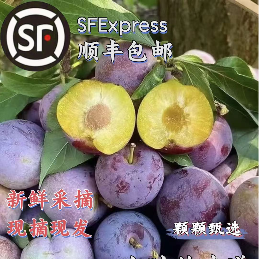 【顺丰】四川汶川高山小脆红脱骨李子现摘现发脆甜多汁应季水果新鲜