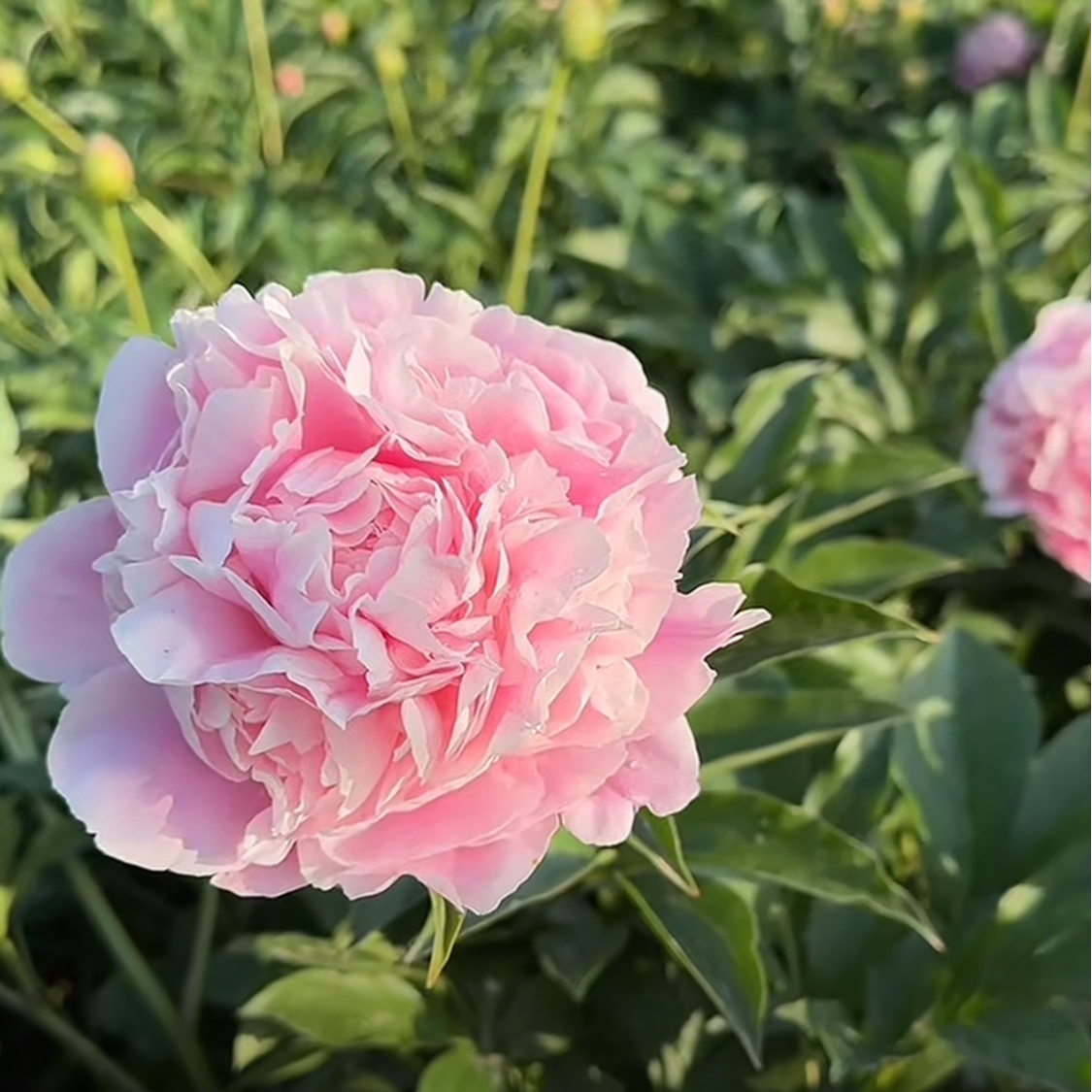 芍药【种生粉】菏泽芍药 现挖现发
