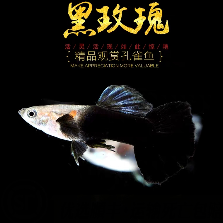 小型热带观赏鱼孔雀鱼黑玫瑰2-3厘米