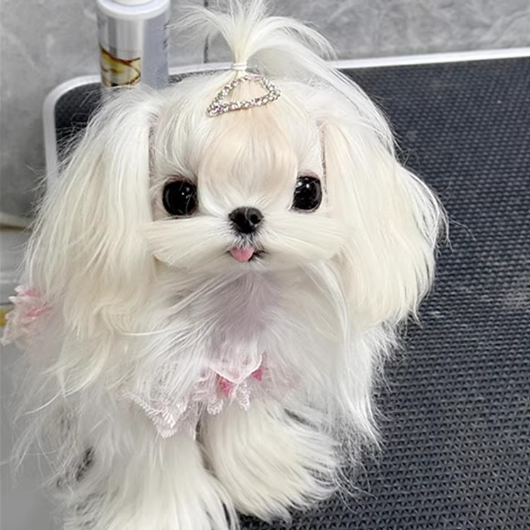 纯种小体马尔济斯幼犬茶杯犬宠物狗家养活体小型犬韩系马尔济斯犬