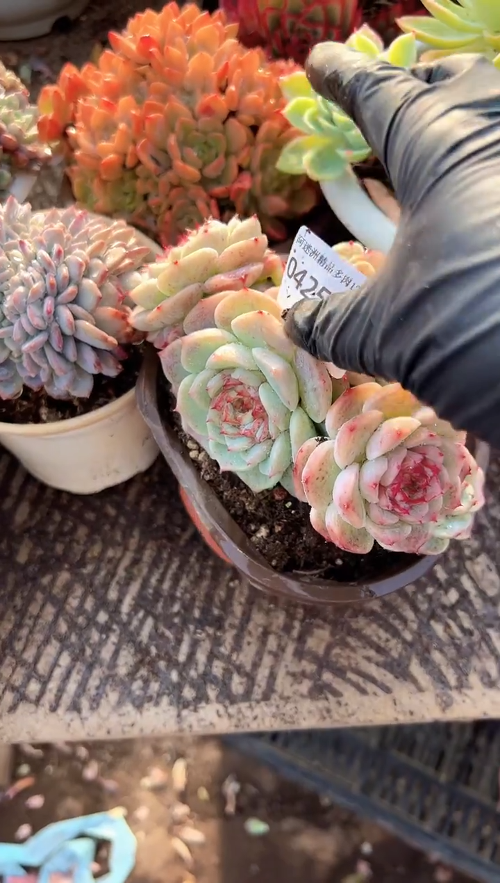 Y****兔多肉植物一物一拍04256