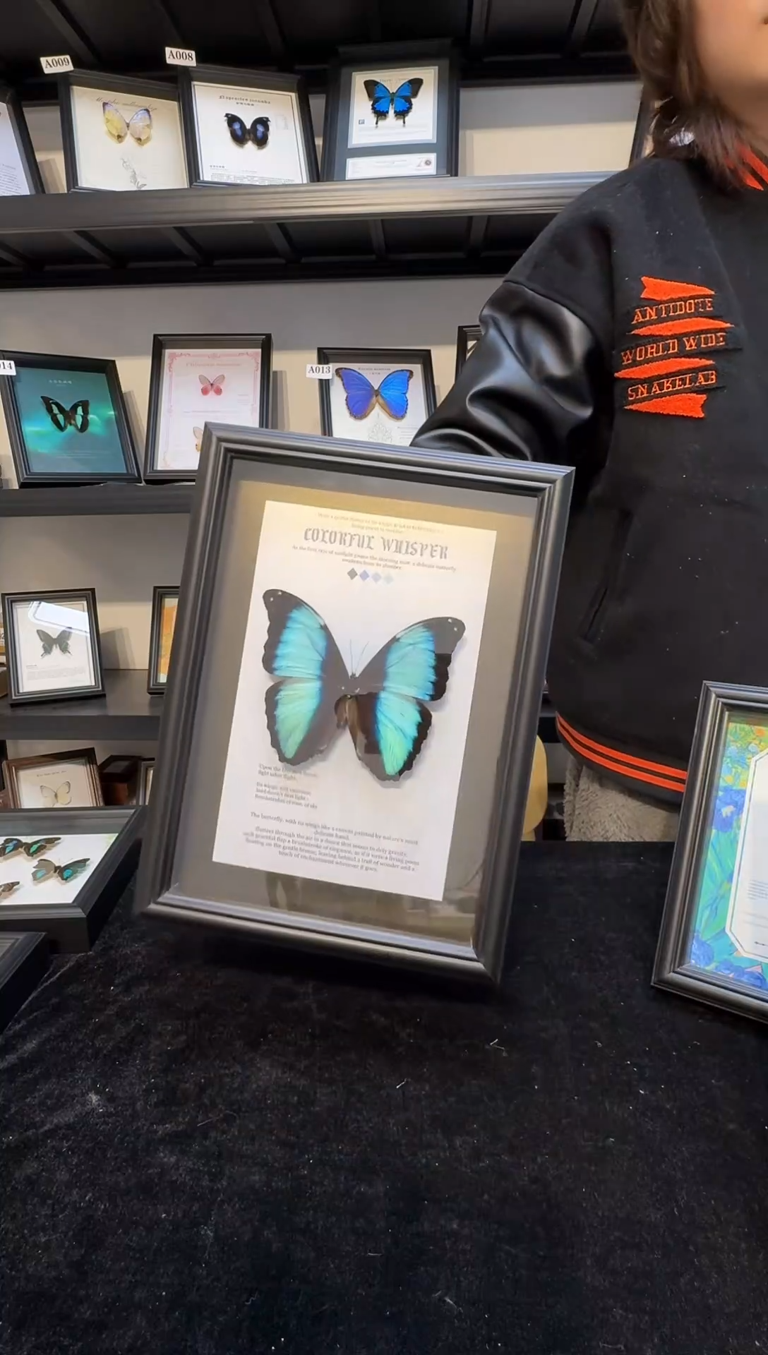 玻璃一物一拍.真实蝴蝶标本