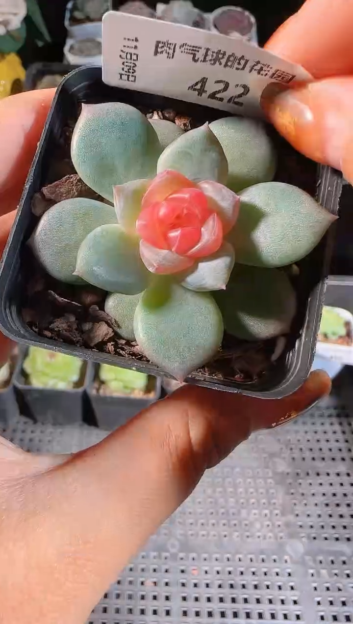 1109-422寒酥麦秆群不包整