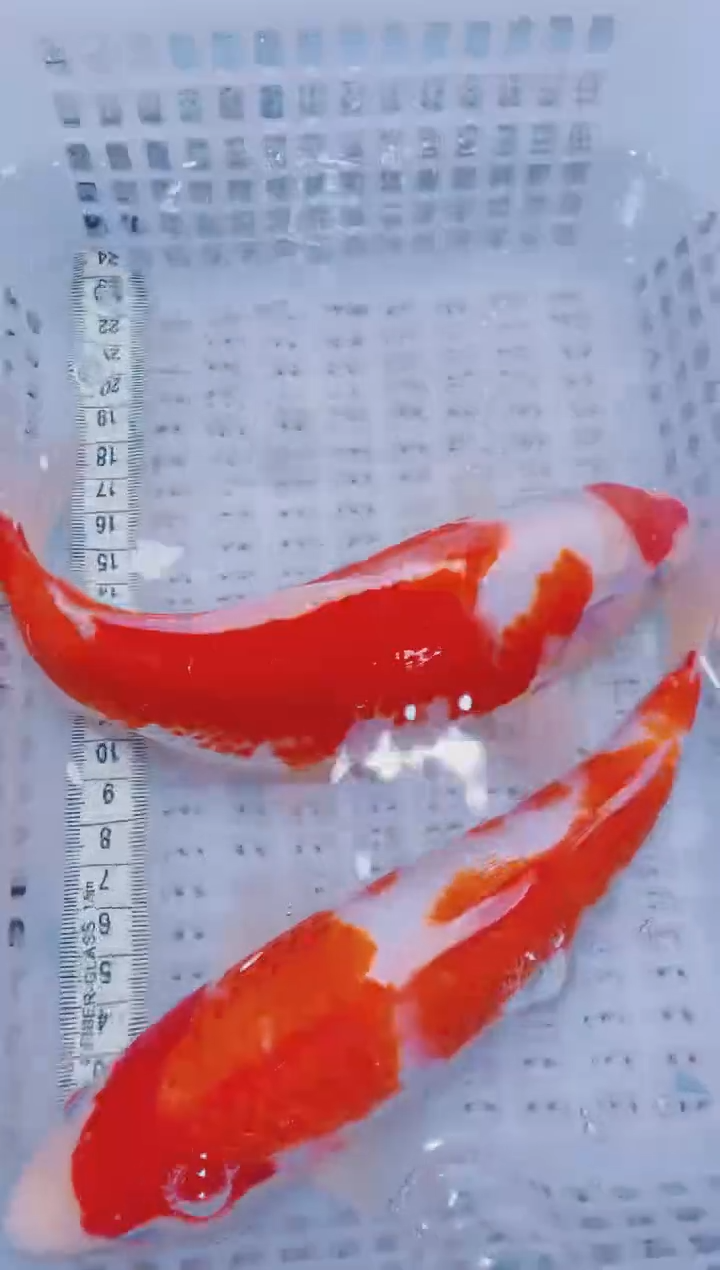 锦鲤血统锦鲤全场包邮206