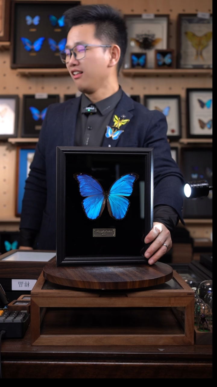 大蓝闪蝶黑绒底版10寸欧式框（带证书）