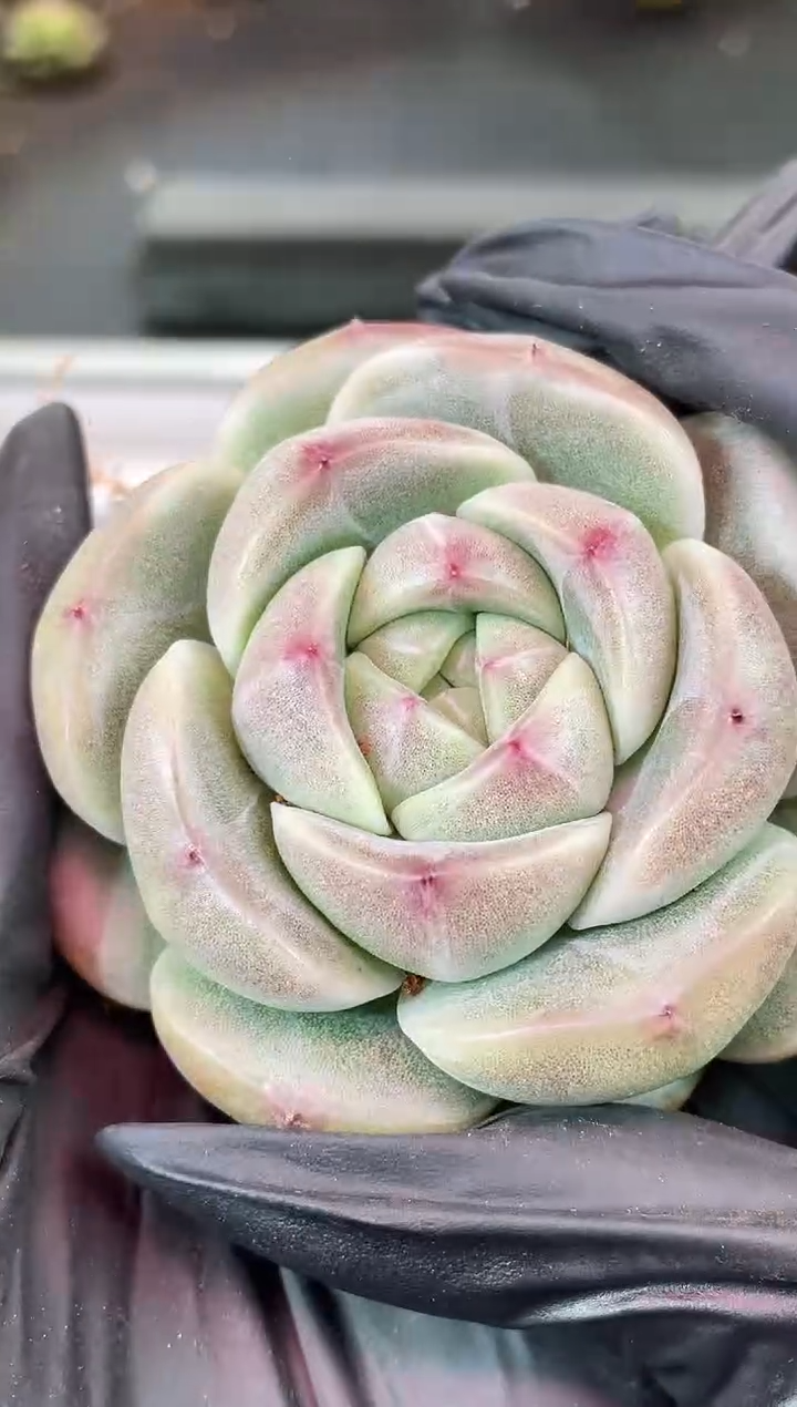 闪购2083  翡冷翠多肉一颗   5厘米