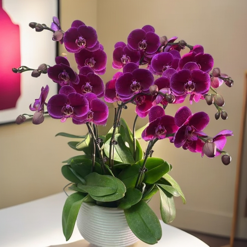 02【黑玫瑰】蝴蝶兰带花苞基地直发.室内花.花期长.年宵花