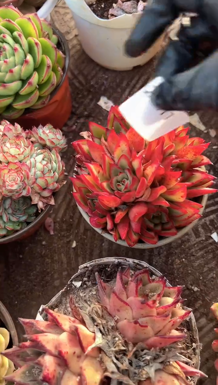 雨*行多肉植物一物一拍28411