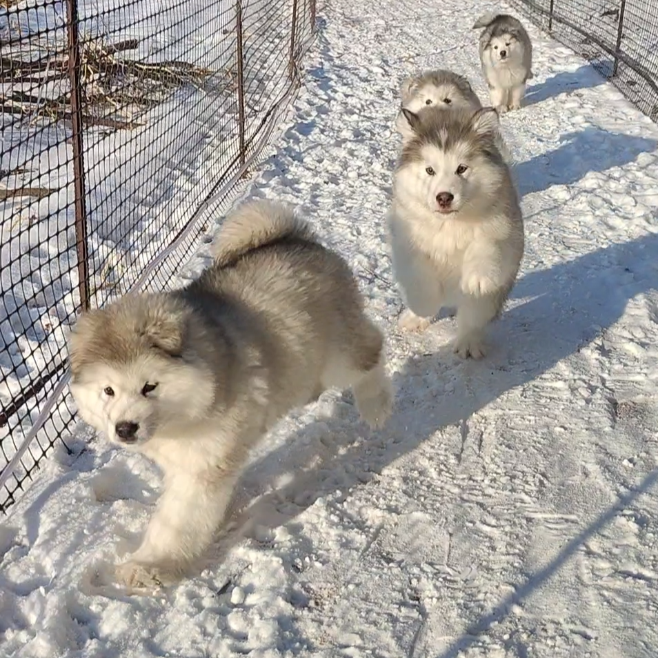【杨过家】犬舍线下参观/宝宝定金