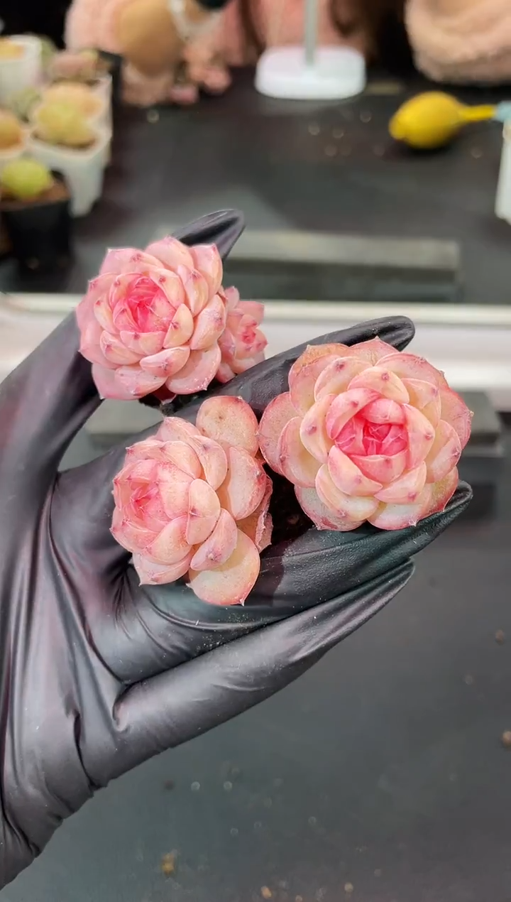 闪购1449  小红珍妮多肉一颗  