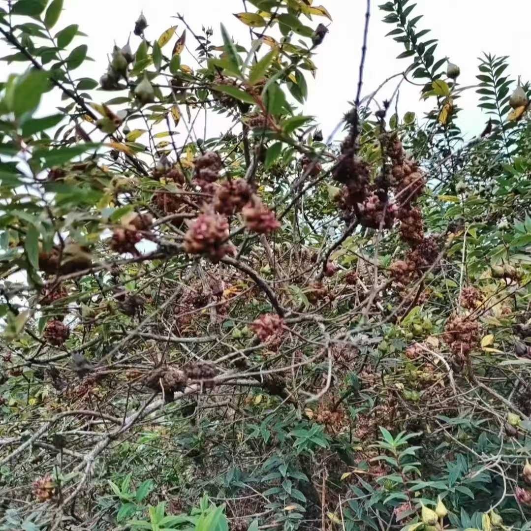 云南野生消瘤果   清瘤果  无瘤果