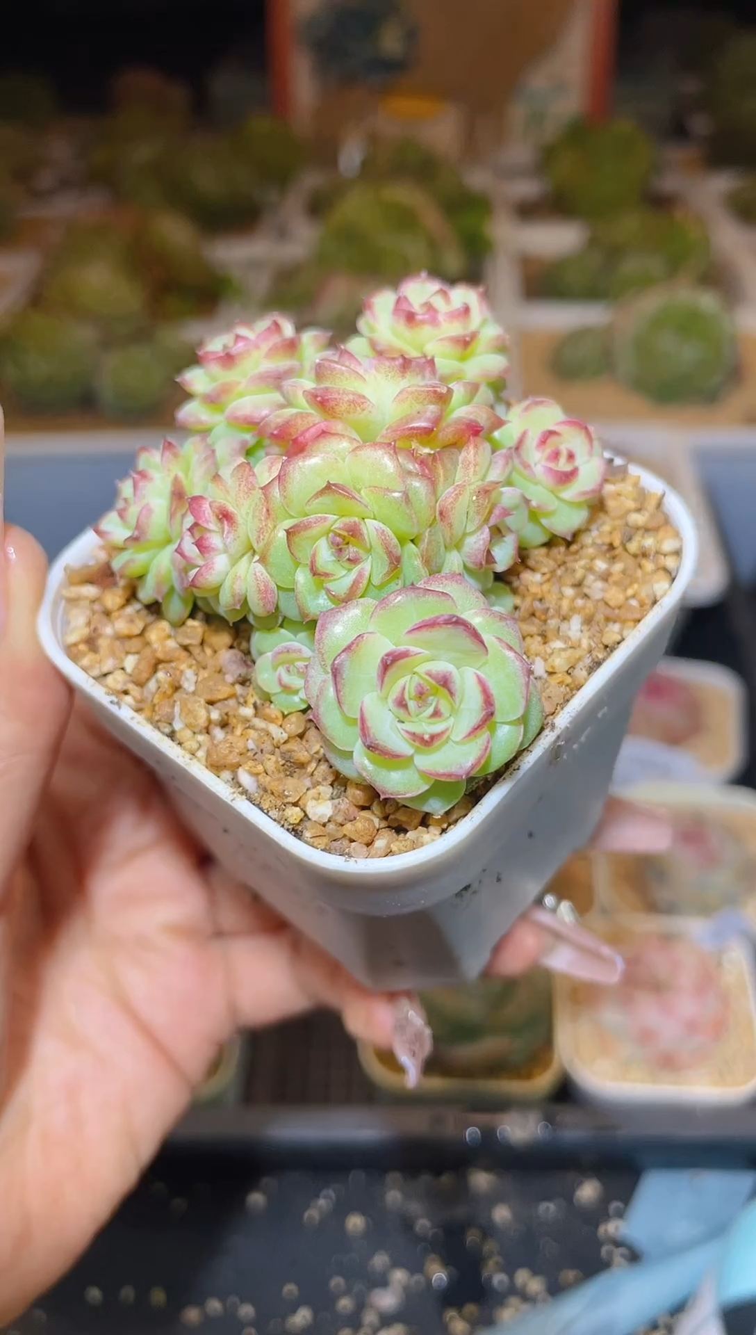 【闪购商品】206花朵