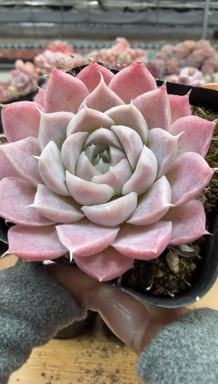 东云多肉园二店-96