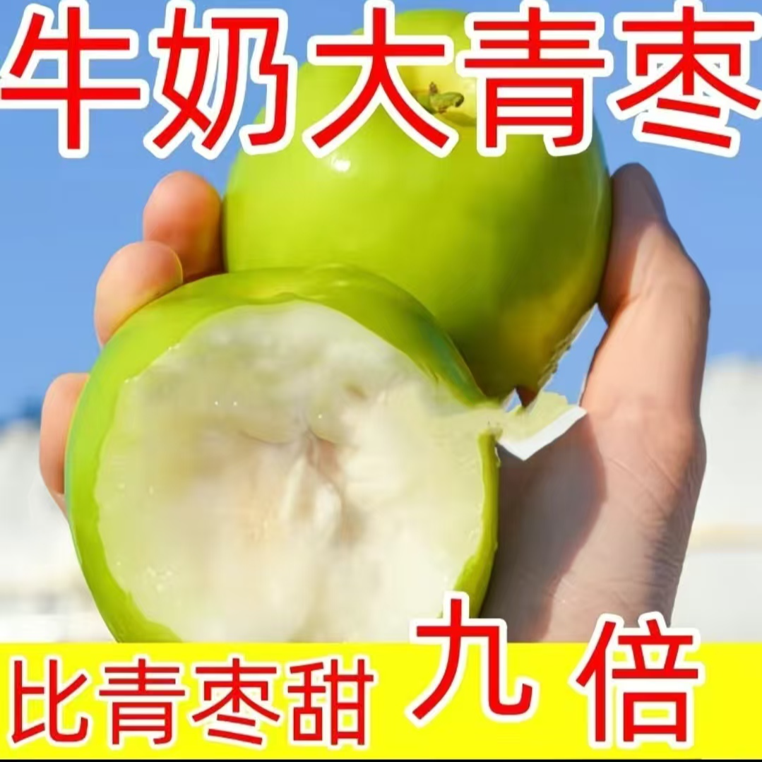 正宗云南脆甜新鲜应季牛奶大青枣基地现摘水果