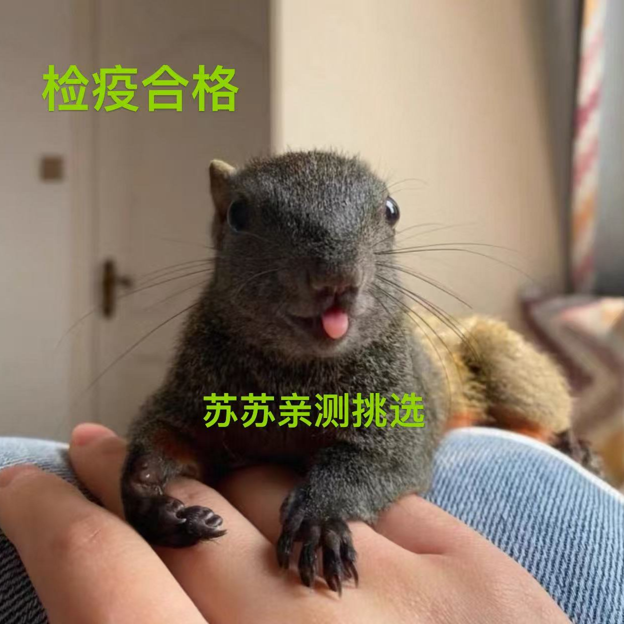 红小鼠宠物小可爱亲人皮实包邮送牵引绳喂奶器