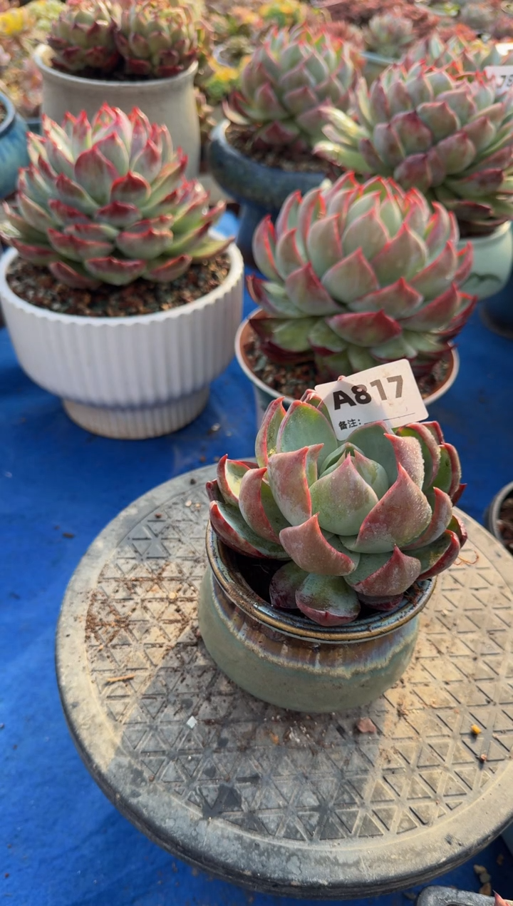 【闪购商品】A817惊鸿仙子（裸根发货）