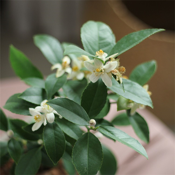 【大颗】宁檬绿植盆栽花卉喜水喜阳阳台盆栽好养护