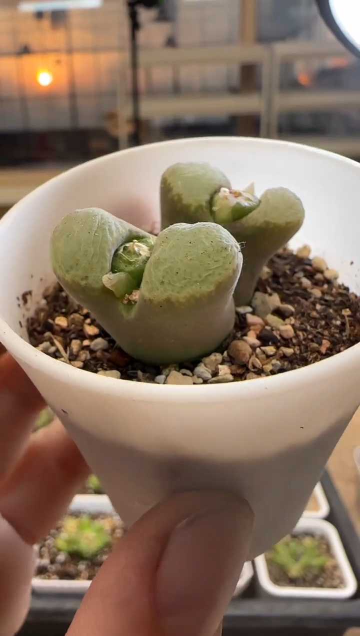 【闪购商品】14-236