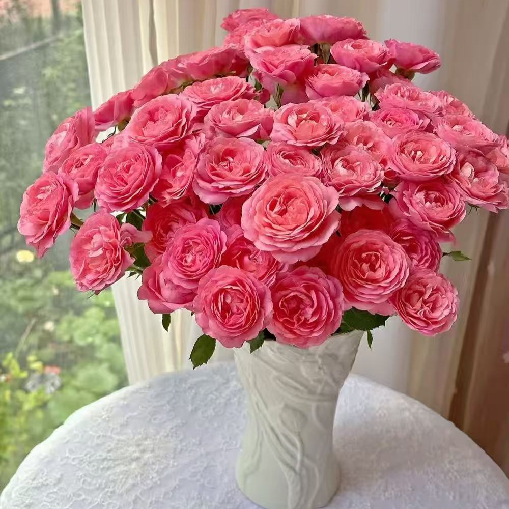 胭脂公主——多头玫瑰  易养易开