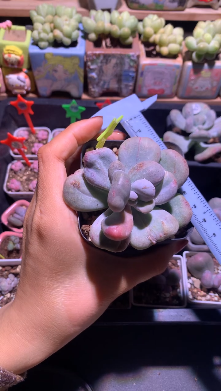 油煎锦奶酪多肉啊