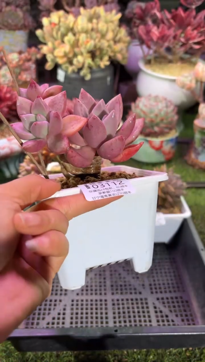 【闪购商品】03112