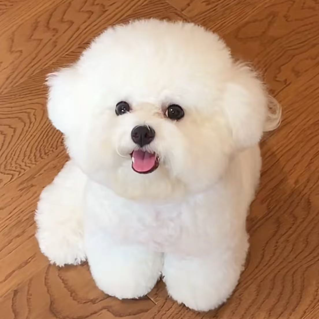 飞哥宠物活体犬狗狗链接