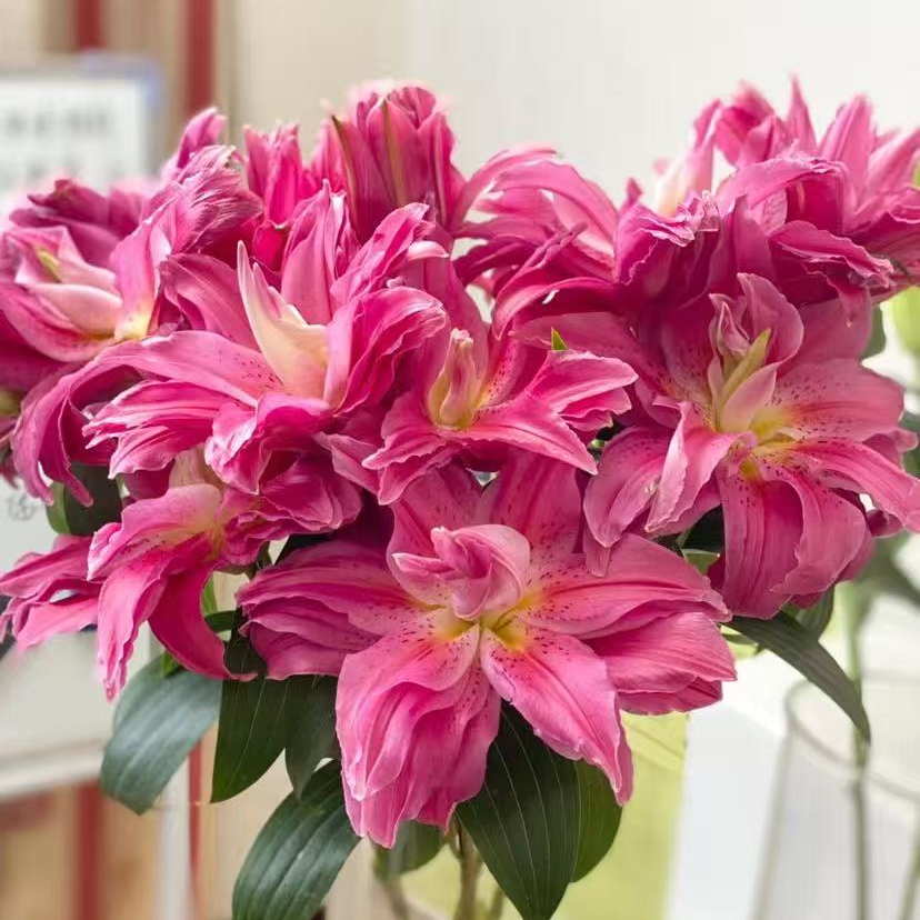 【红美人】20+周长耐寒玫红色系重瓣香水百合种球阳台庭院种