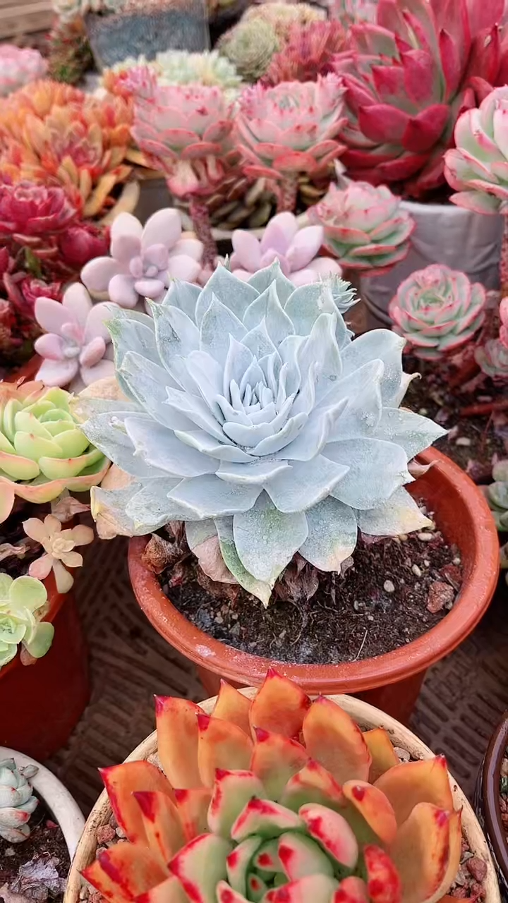 【闪购商品】16102