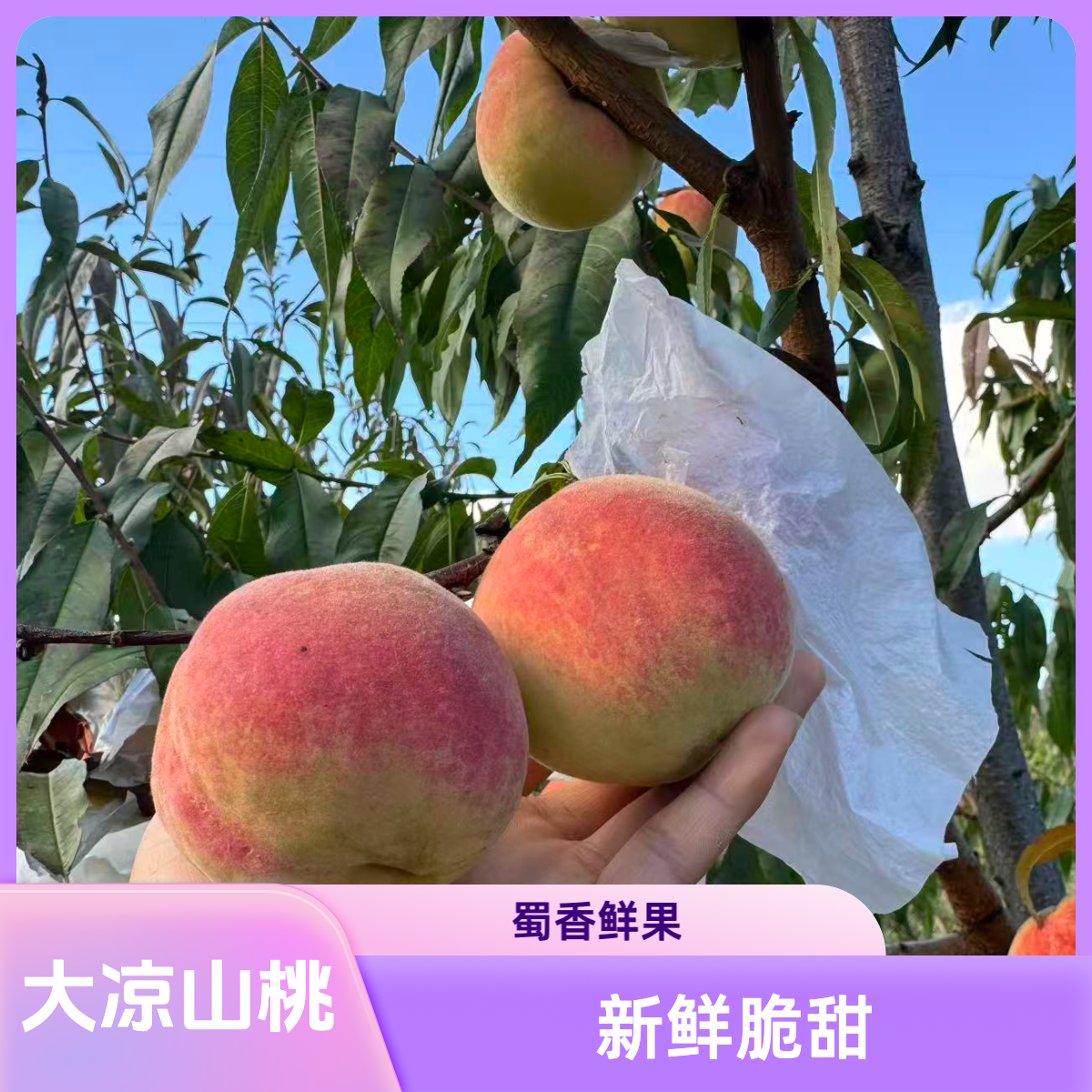 【正宗】大凉山高山老树冬雪蜜桃毛桃现摘现发新鲜应季水果糖心冬桃