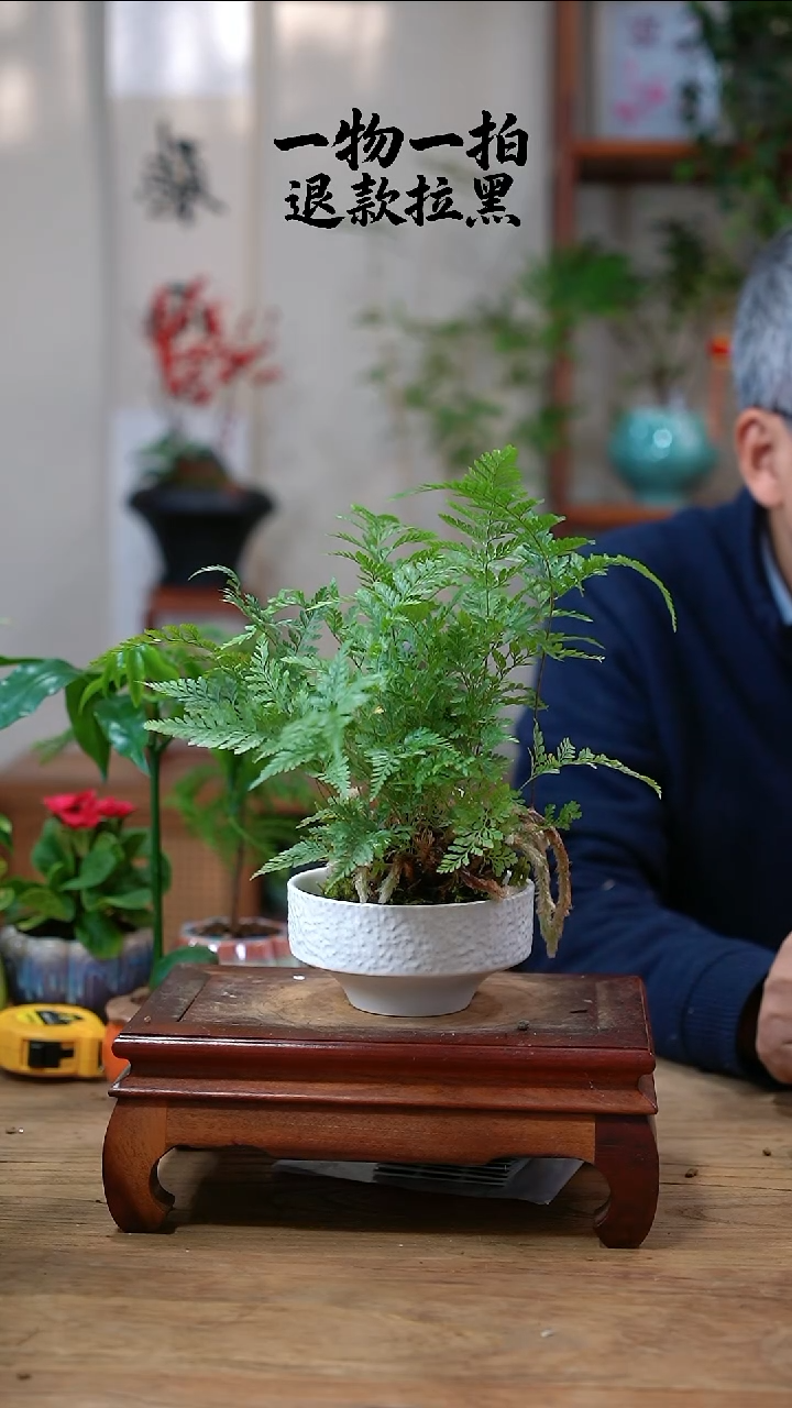 完全开放静080狼尾蕨