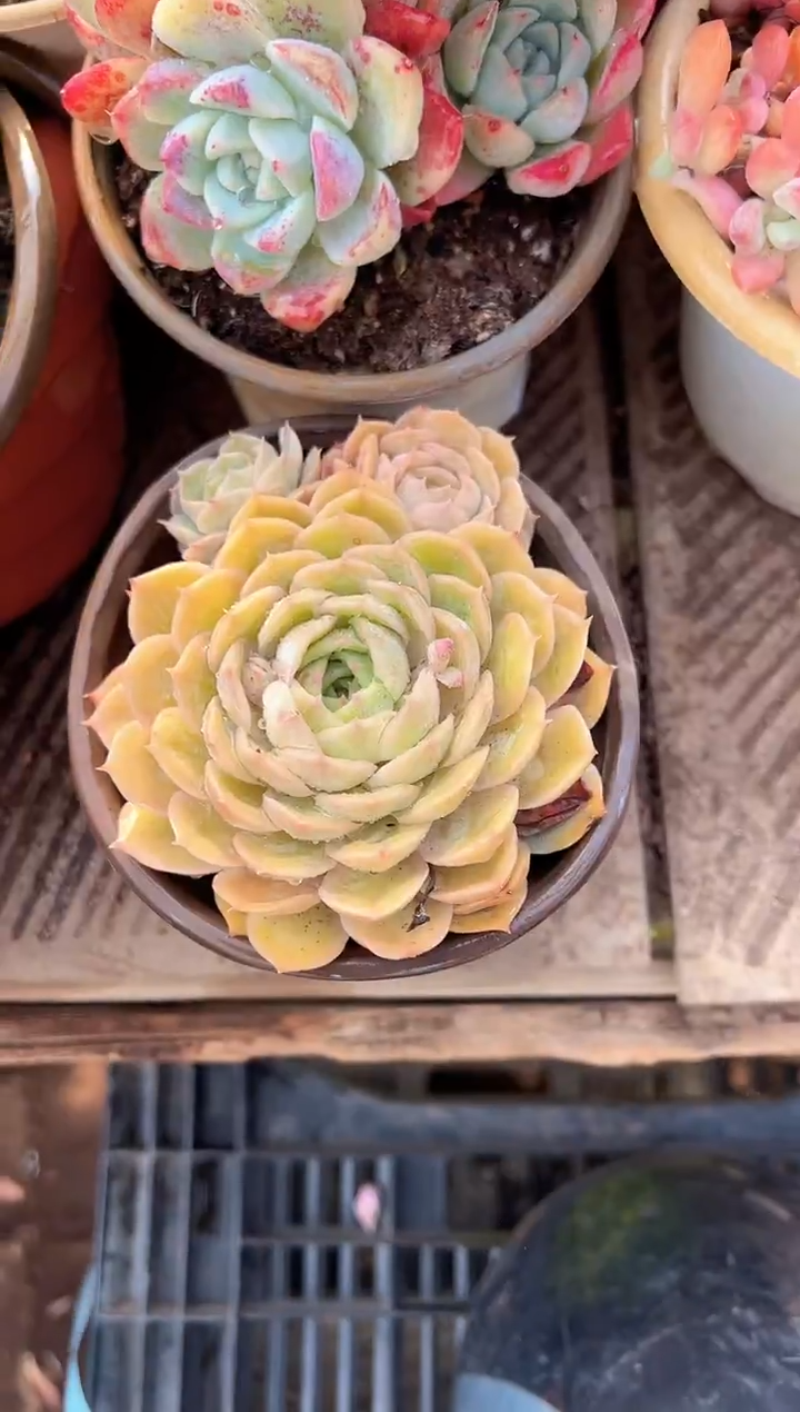 可***猫多肉植物一物一拍22219