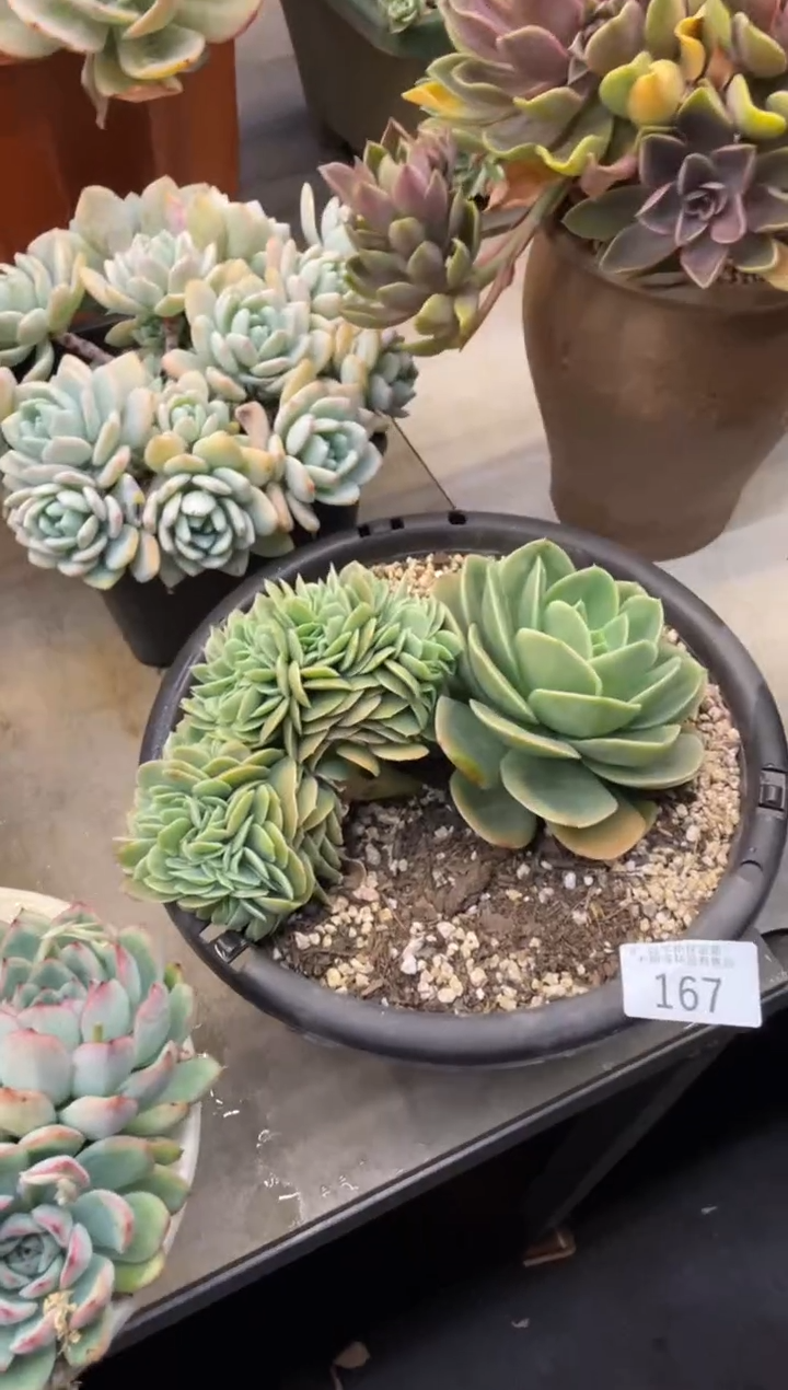 【闪购商品】167辛娜塔缀