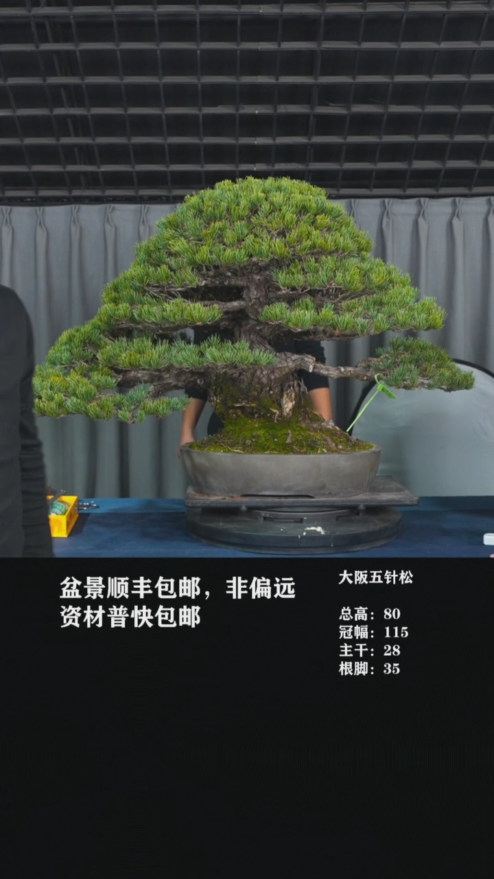 【闪购商品】-大阪五针松