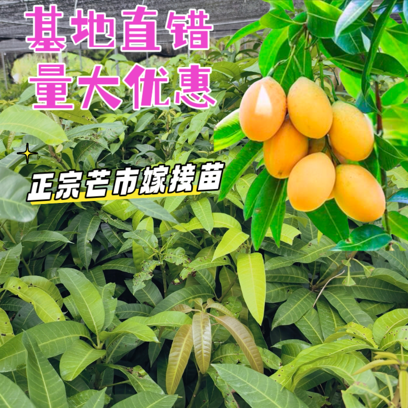 广西基地芒果树苗桂七树苗金煌树苗四季芒果树苗南方芒果苗嫁接苗