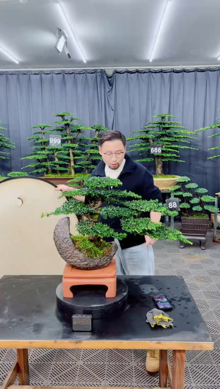 无花朵深*吸盆景.....