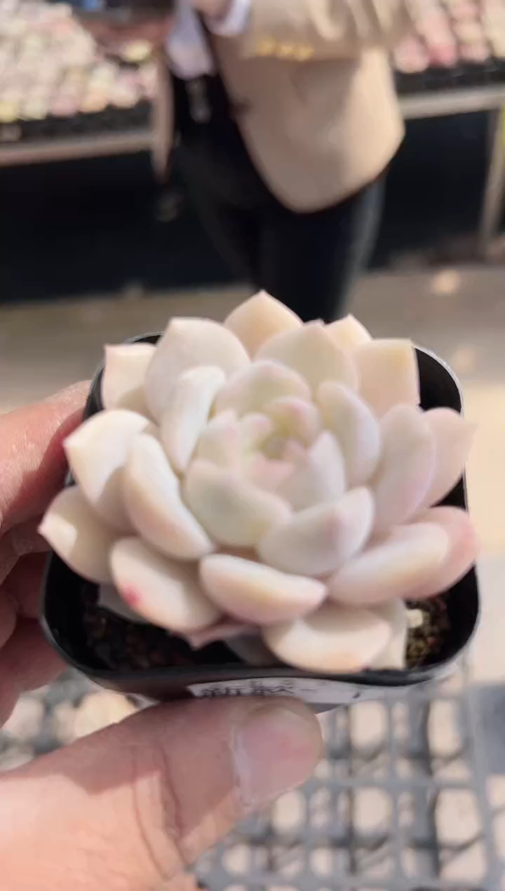 【闪购商品】新款多肉119