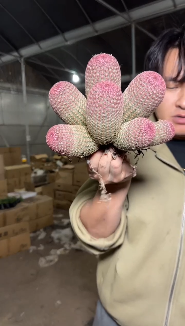 5头起 红太阳【带根】