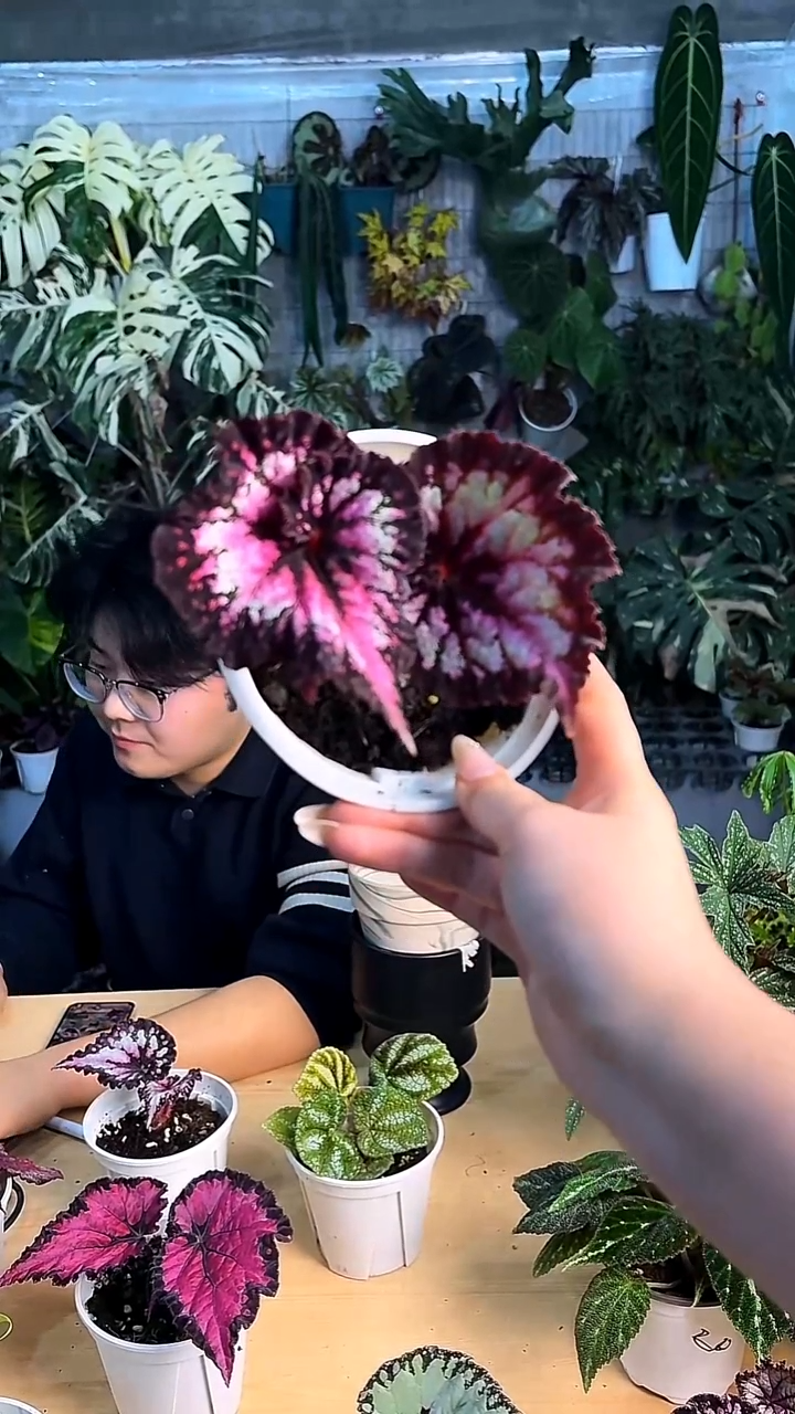 完全开放杂菜秋海棠
