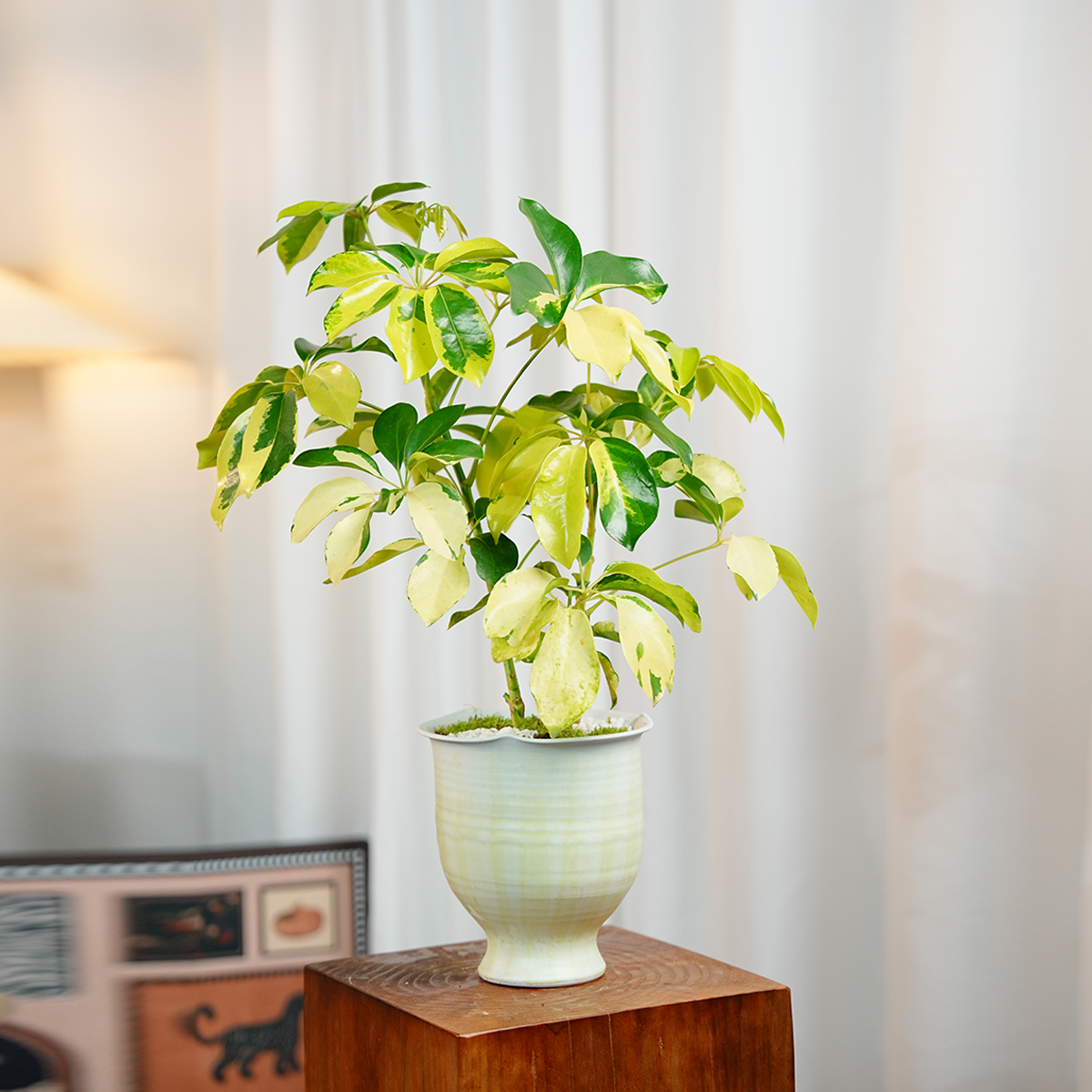 鸭脚木室内客厅桌面观花驱蚊好养花卉绿植