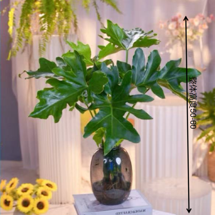 春羽2棵苗绿植办公室内客厅桌面摆设盆栽花卉植物