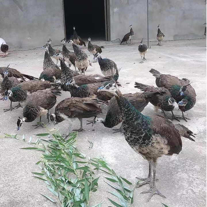 7个半月观赏宠物活体