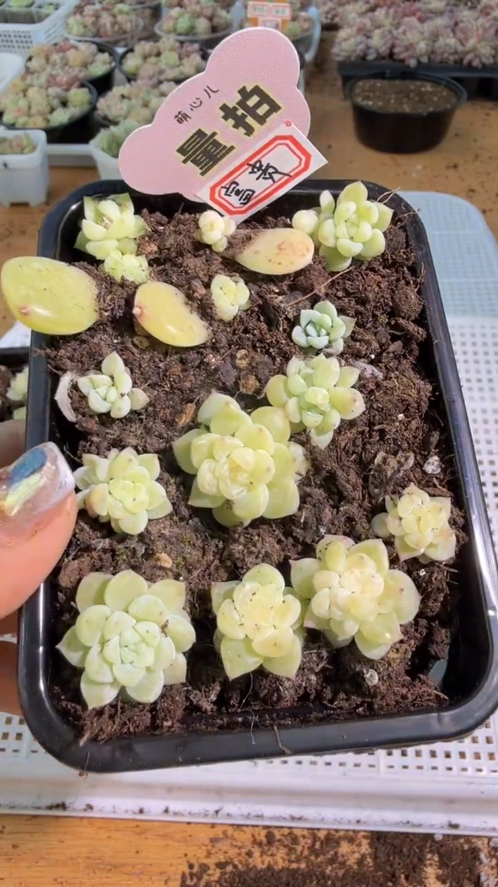 富贵 切糕1盒 量拍混发