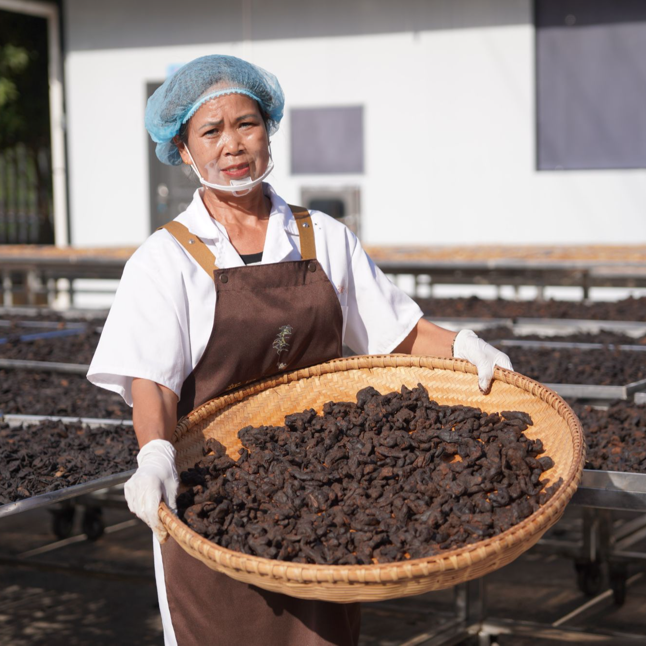 古法炮制/九蒸九晒/鸡头仙人余粮/顺丰包邮