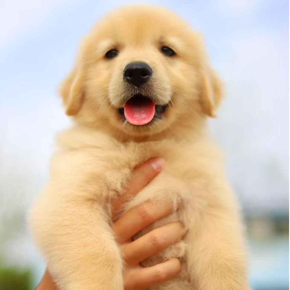 【阳光海岸C-2】CKU双血统赛级金毛宠物活体小狗萌宠