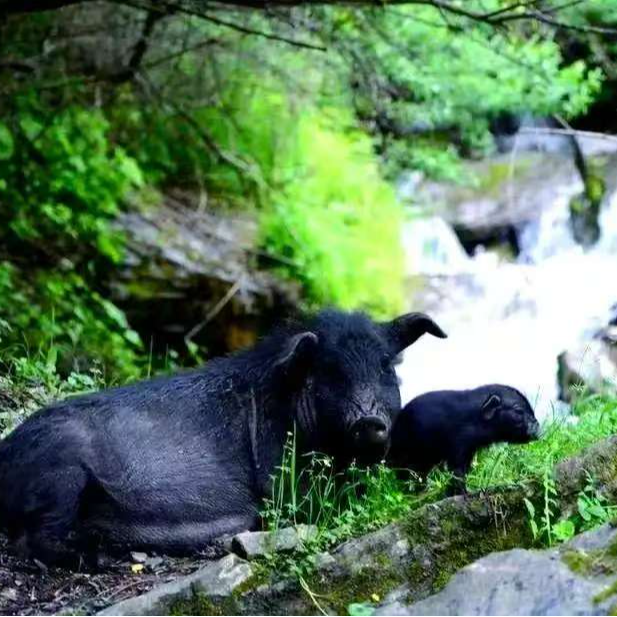 璐昕棠散养香格里拉新鲜藏香猪肉（卖猪肉送松茸干片）
